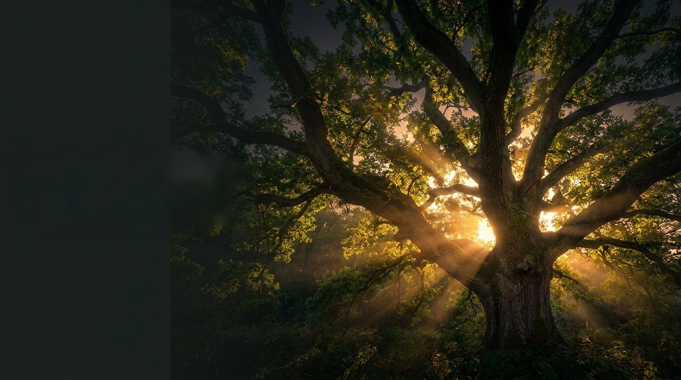 Towering backlit tree at golden hour