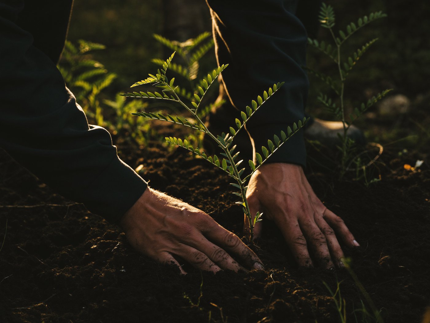 Hands planting a young tree sapling in dark soil